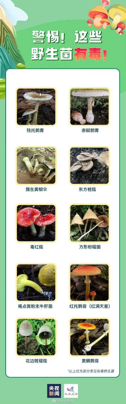 它是春季最毒的菜！别采摘、别买、别吃！年年都有人“送命”